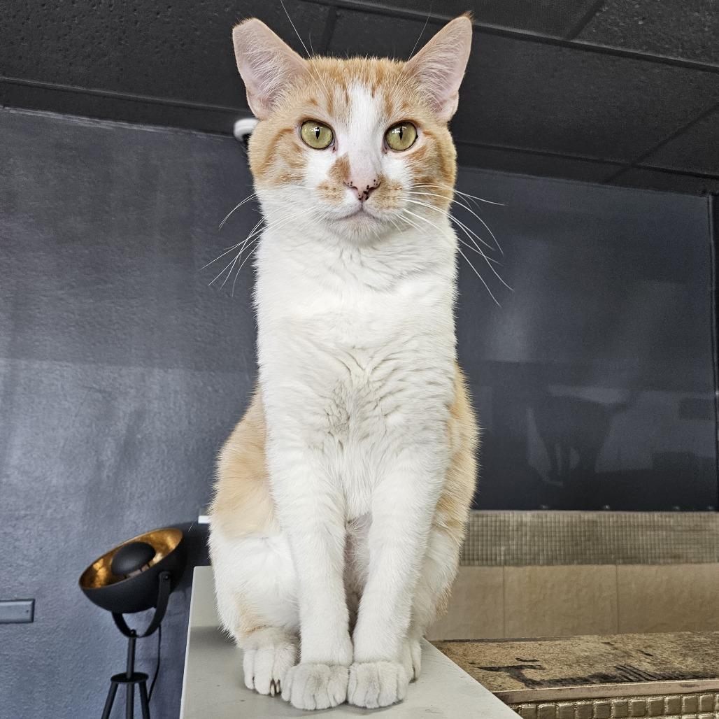 Creamsicle, a Adoptable Domestic Short Hair in Las Vegas, NV image 6/6