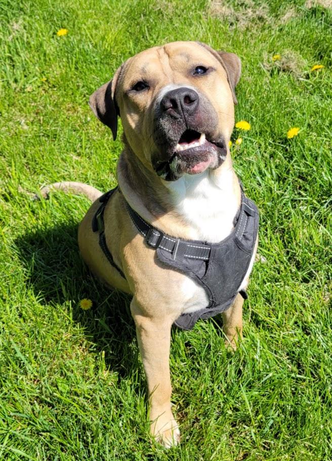 Mason, ADOPTABLE, Young Male Mastiff & Pit Bull Terrier.