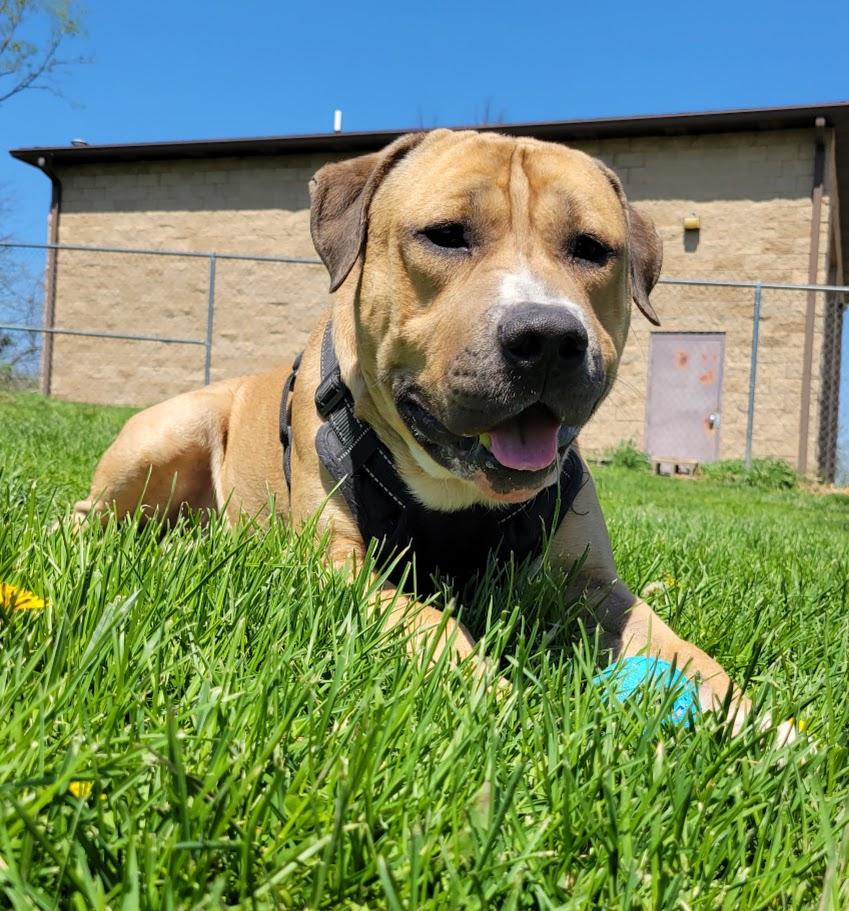 Enlarge Mason, a ADOPTABLE mixed breed in Lisbon, OH image 2/6