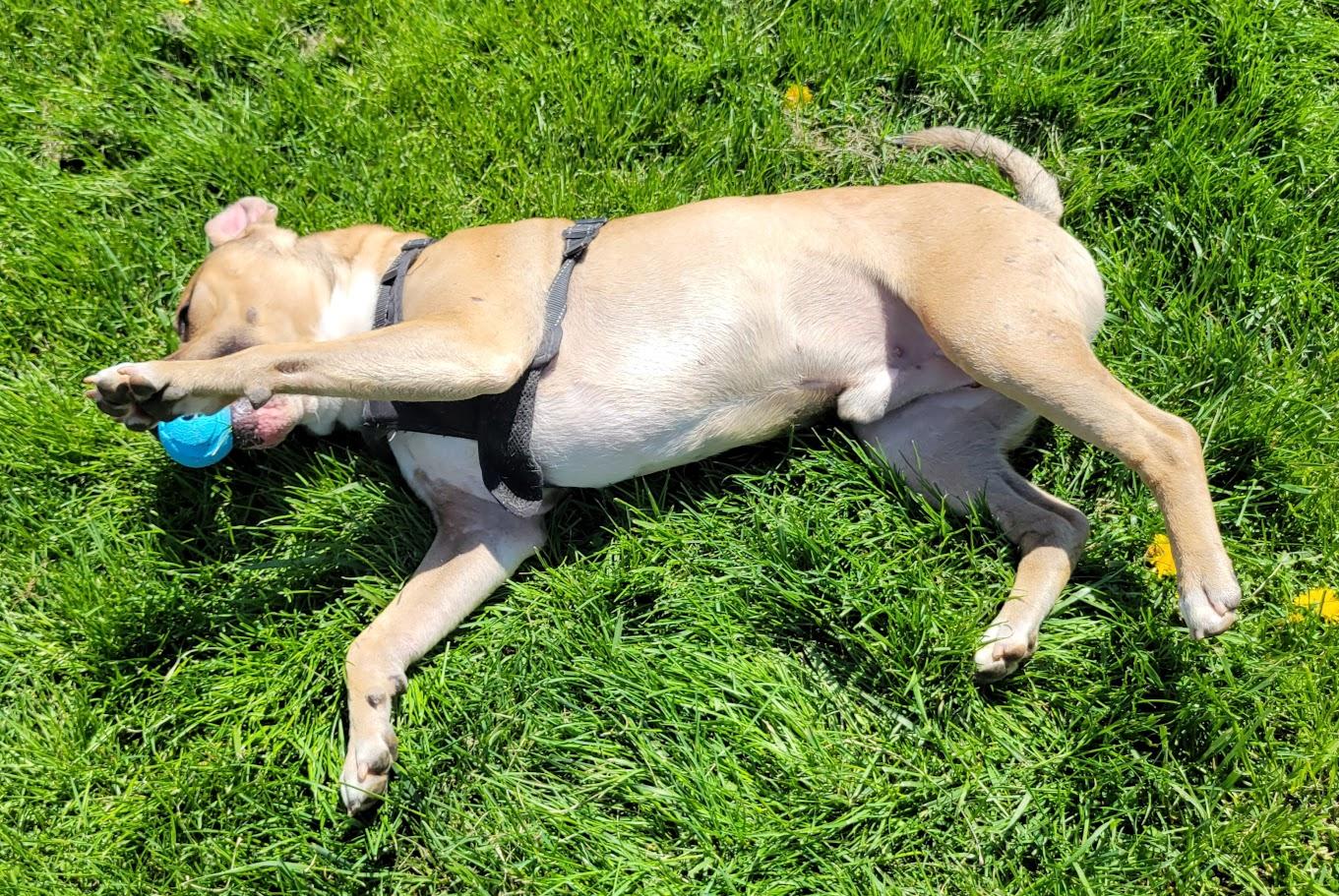 Enlarge Mason, a ADOPTABLE mixed breed in Lisbon, OH image 6/6