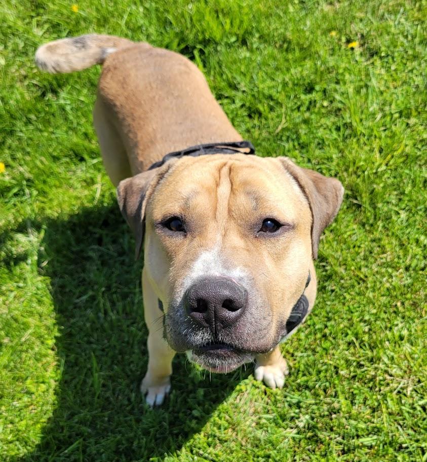 Enlarge Mason, a ADOPTABLE mixed breed in Lisbon, OH image 5/6