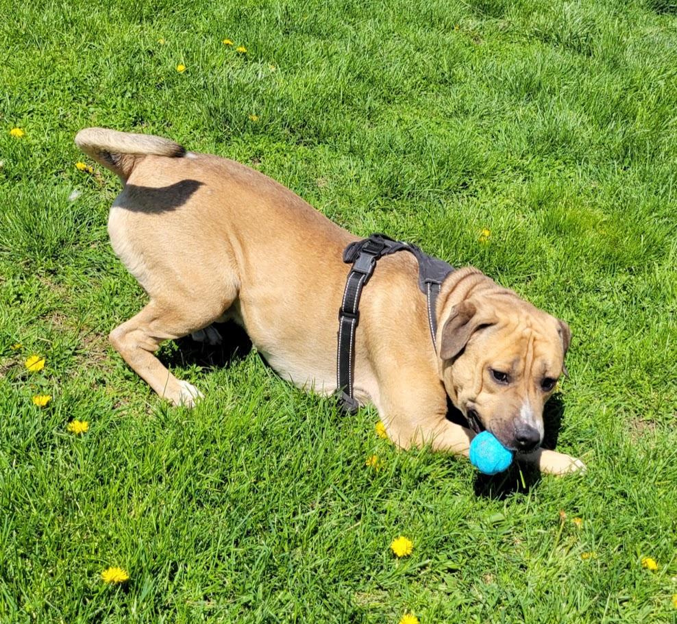 Enlarge Mason, a ADOPTABLE mixed breed in Lisbon, OH image 3/6