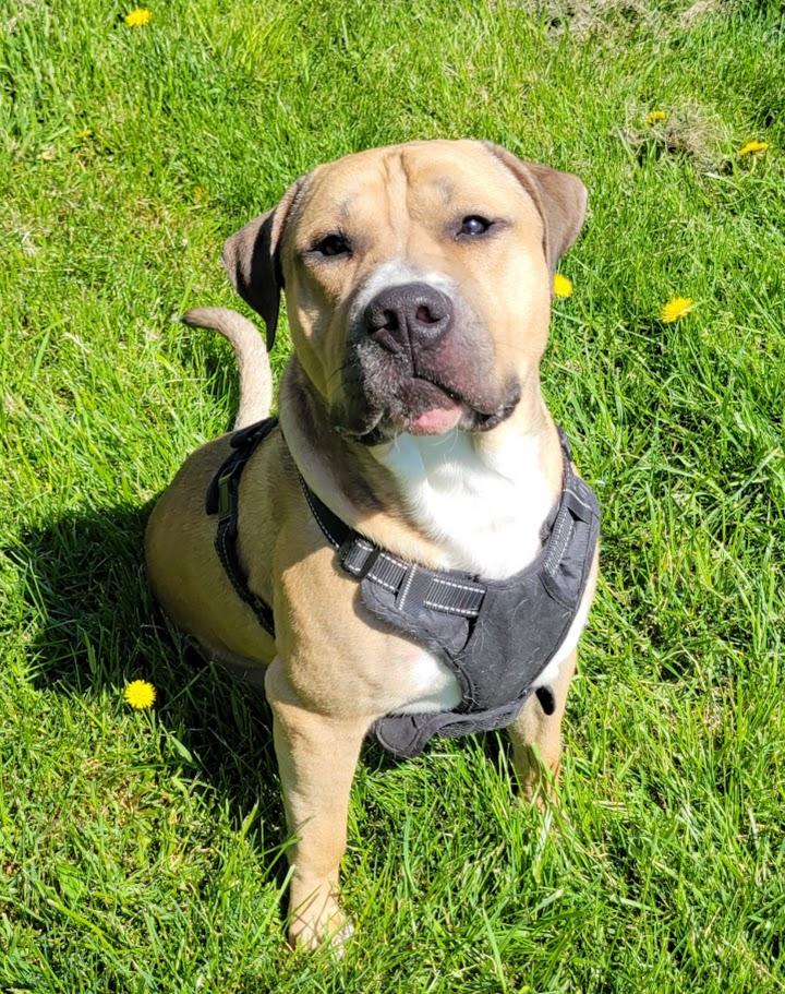 Enlarge Mason, a ADOPTABLE mixed breed in Lisbon, OH image 4/6