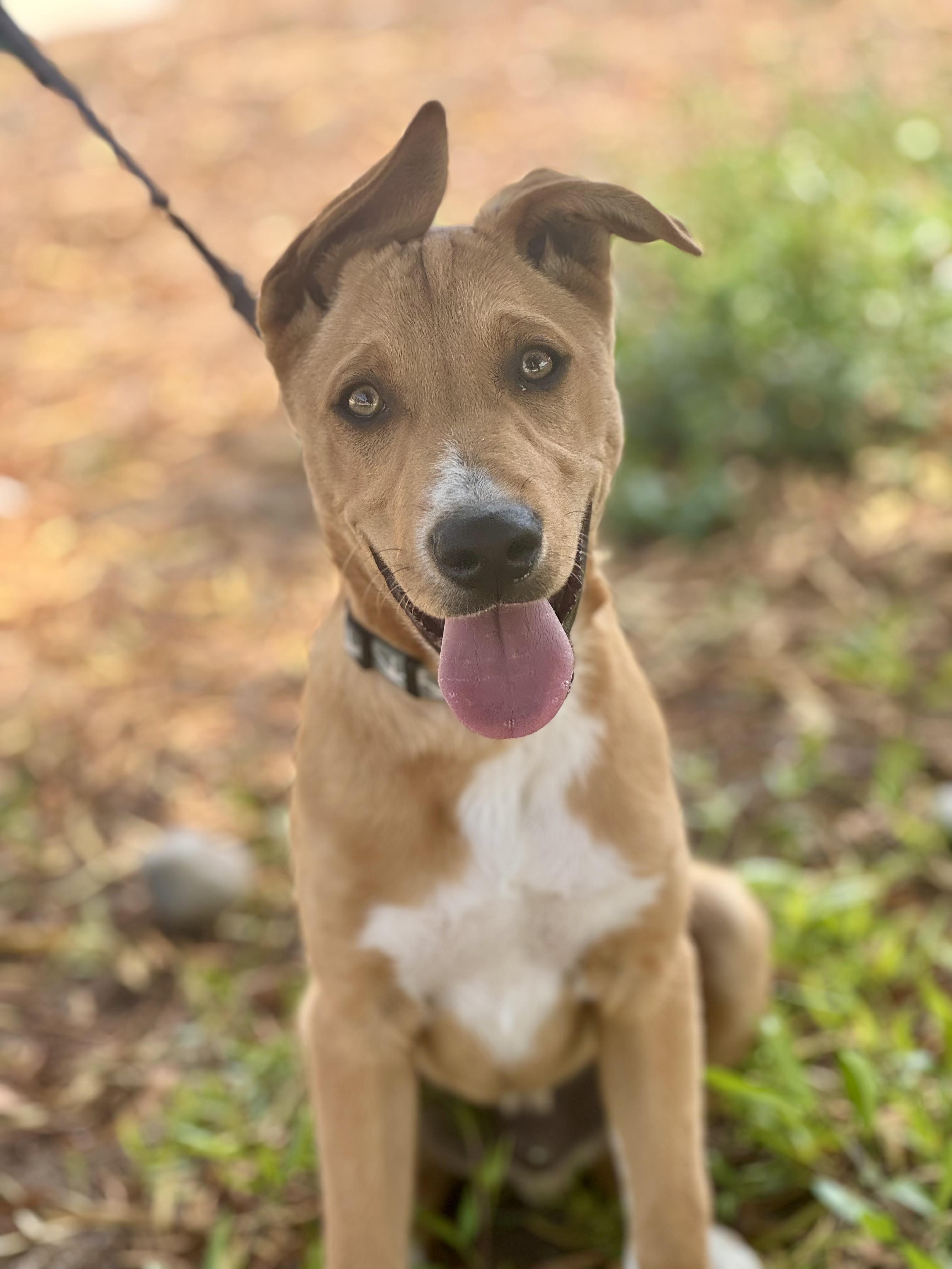 Legend, ADOPTABLE, Young Male Labrador Retriever & Husky.