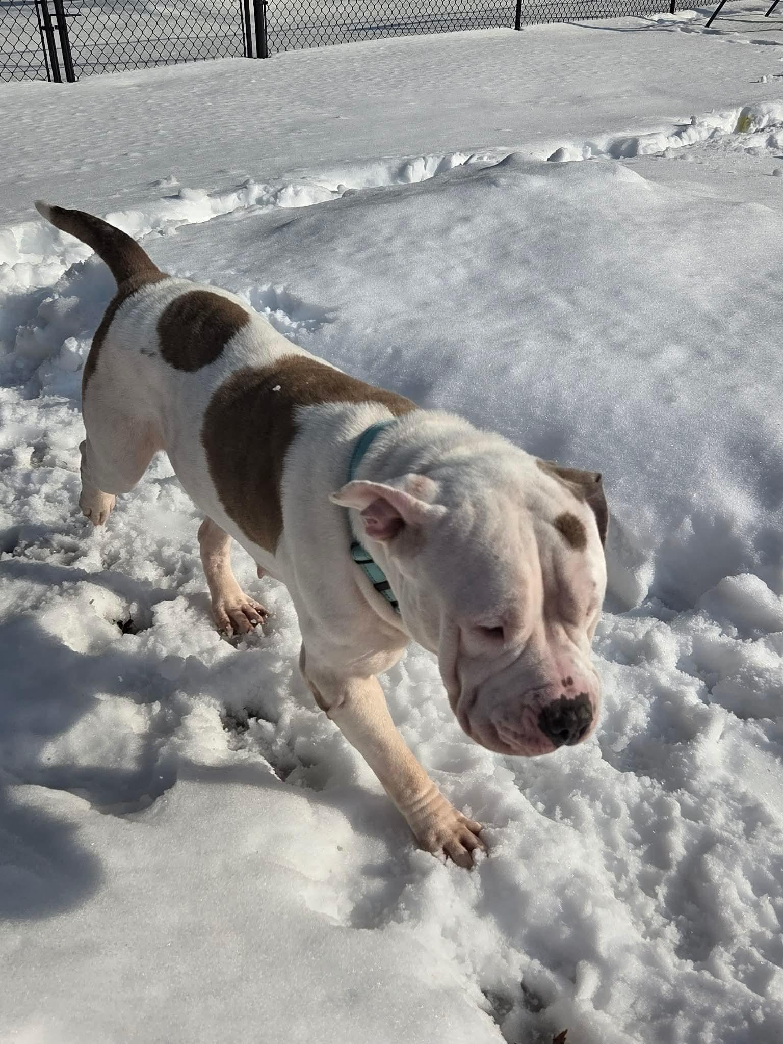 Enlarge Norma Jean, a ADOPTABLE mixed breed in Clay, NY image 3/5