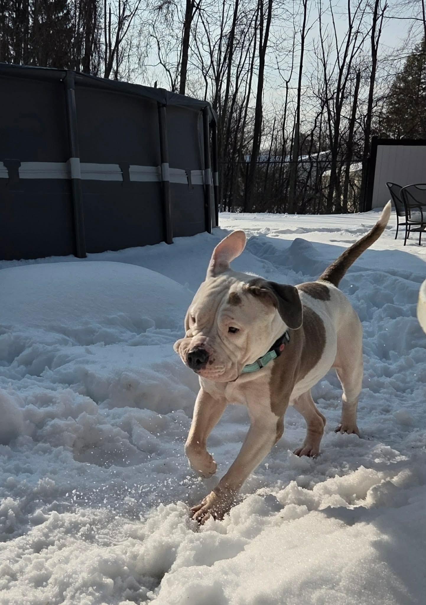 Enlarge Norma Jean, a ADOPTABLE mixed breed in Clay, NY image 2/5