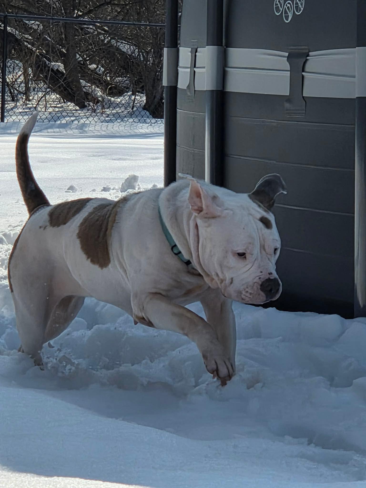 Enlarge Norma Jean, a ADOPTABLE mixed breed in Clay, NY image 4/5