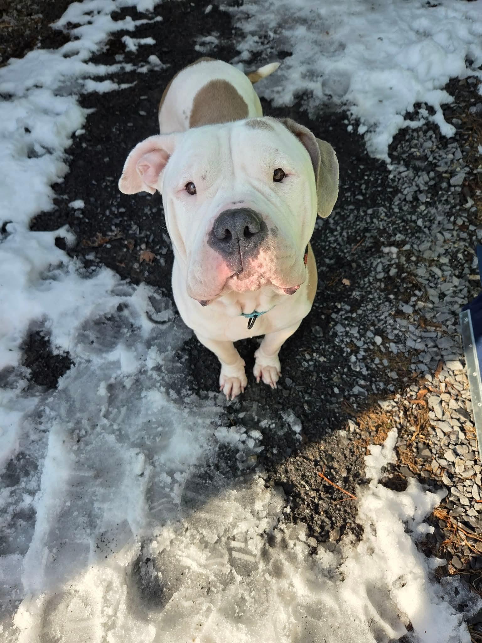 Enlarge Norma Jean, a ADOPTABLE mixed breed in Clay, NY image 5/5