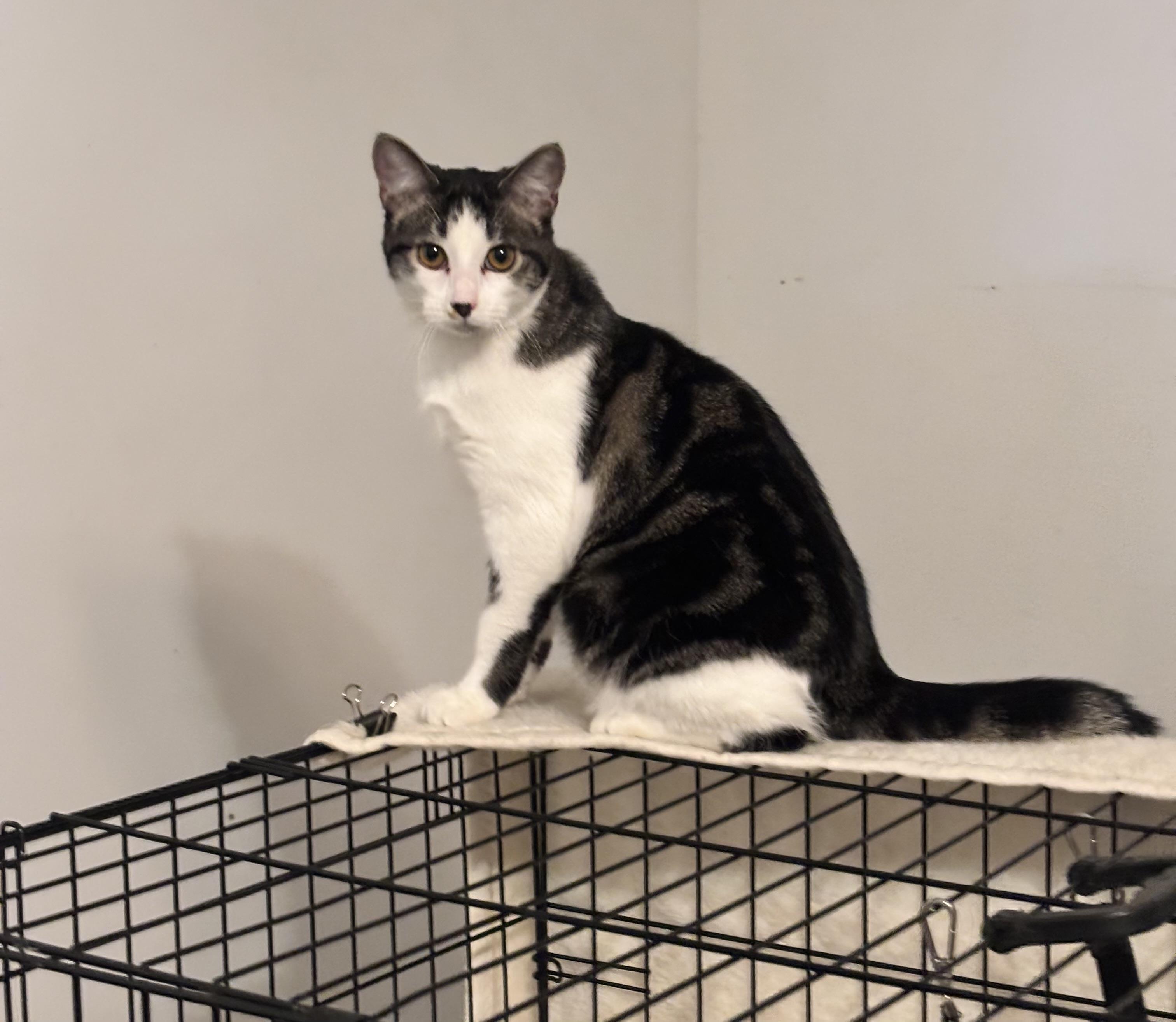 Suzie, ADOPTABLE, Young Female Domestic Short Hair.