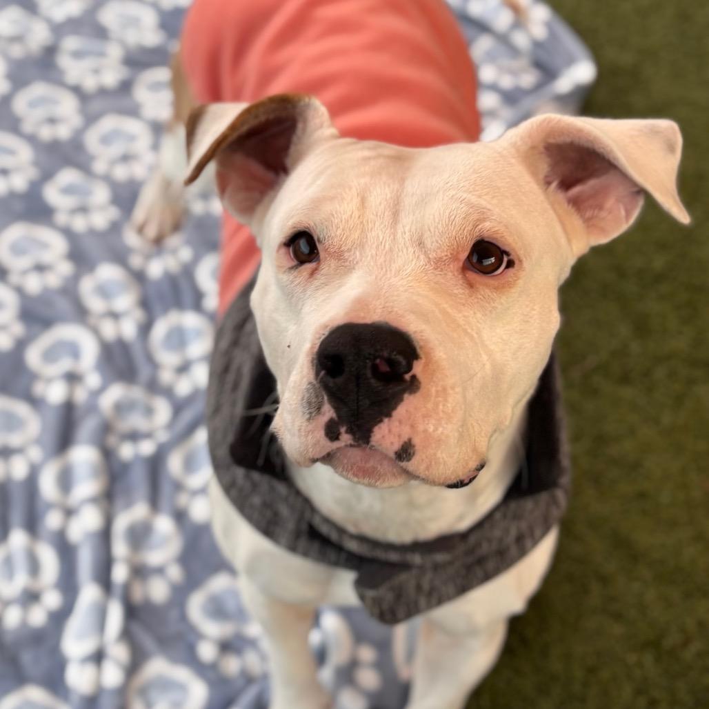 Mercy, Adoptable, Adult Female Pit Bull Terrier & Mixed Breed.
