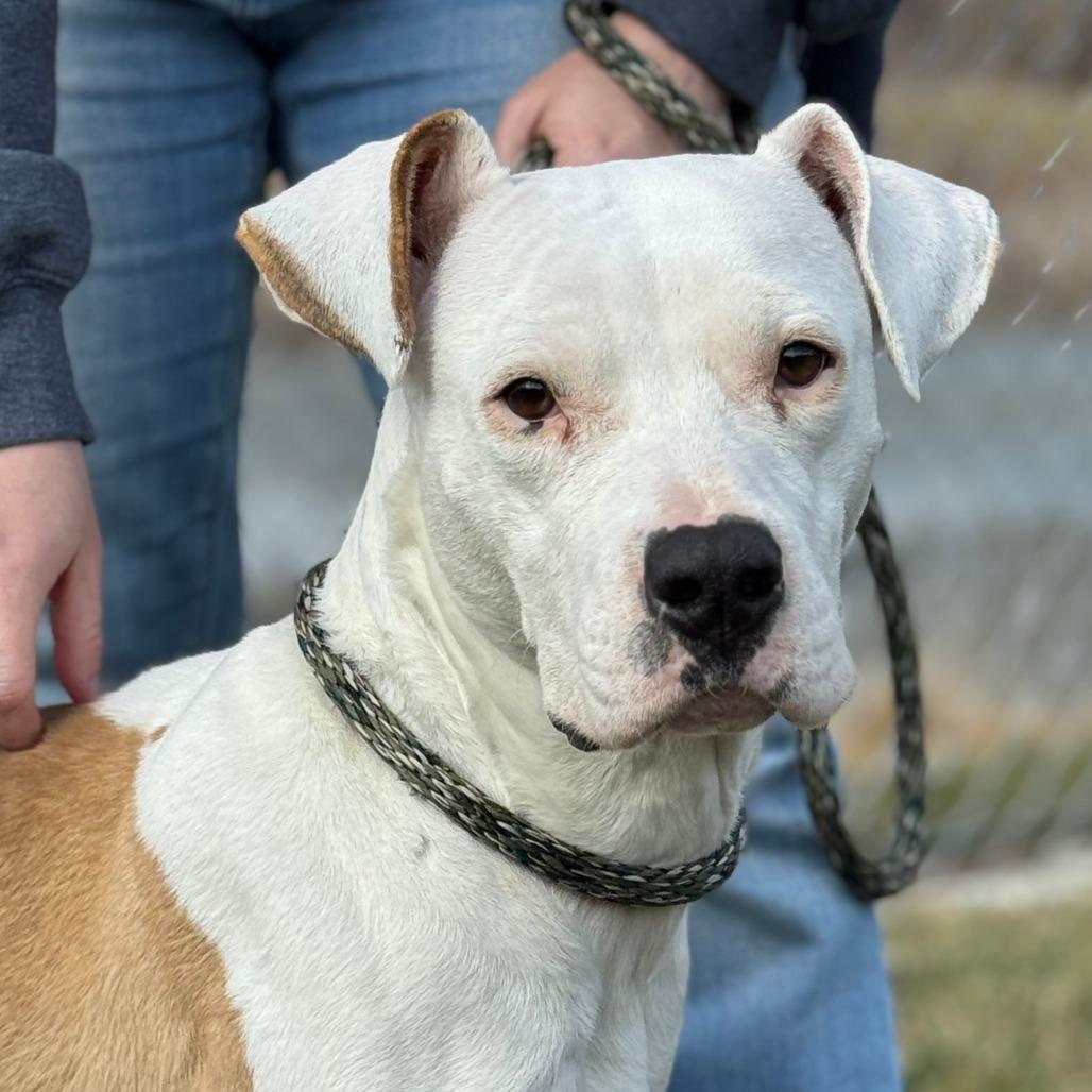 Mercy, Adoptable, Adult Female Pit Bull Terrier & Mixed Breed.