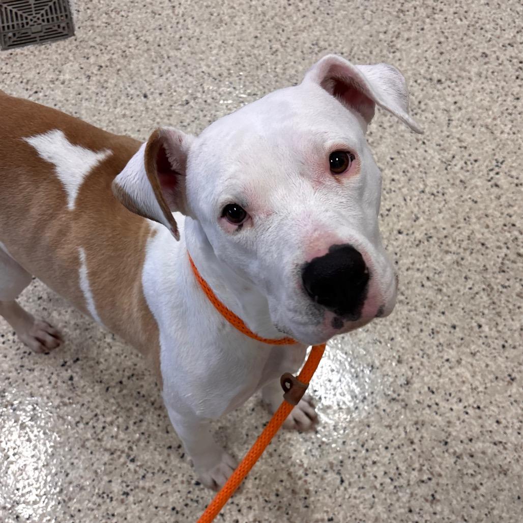 Mercy, a Adoptable mixed breed in Nashville, IN image 2/6