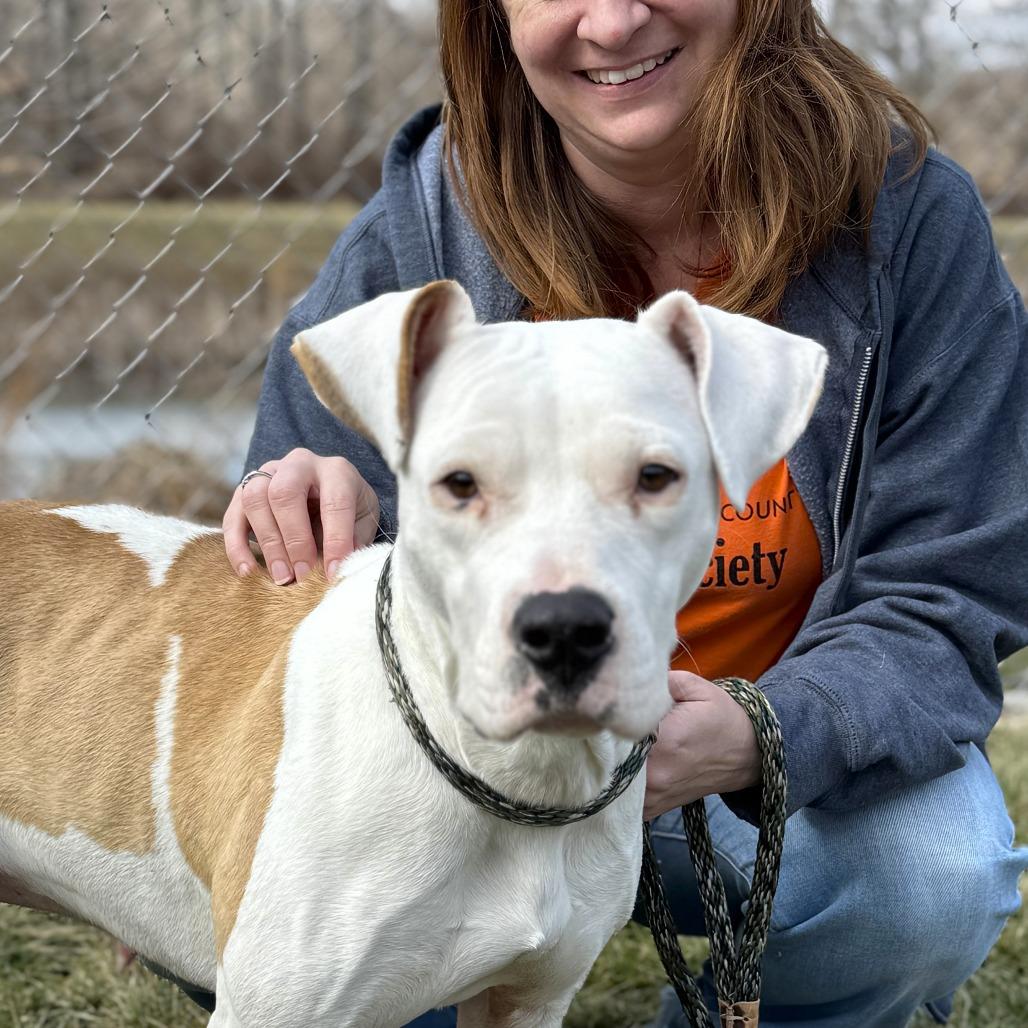 Enlarge Mercy, a Adoptable mixed breed in Nashville, IN image 2/6