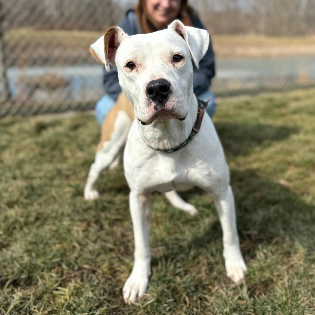 Mercy, a Adoptable mixed breed in Nashville, IN image 3/6