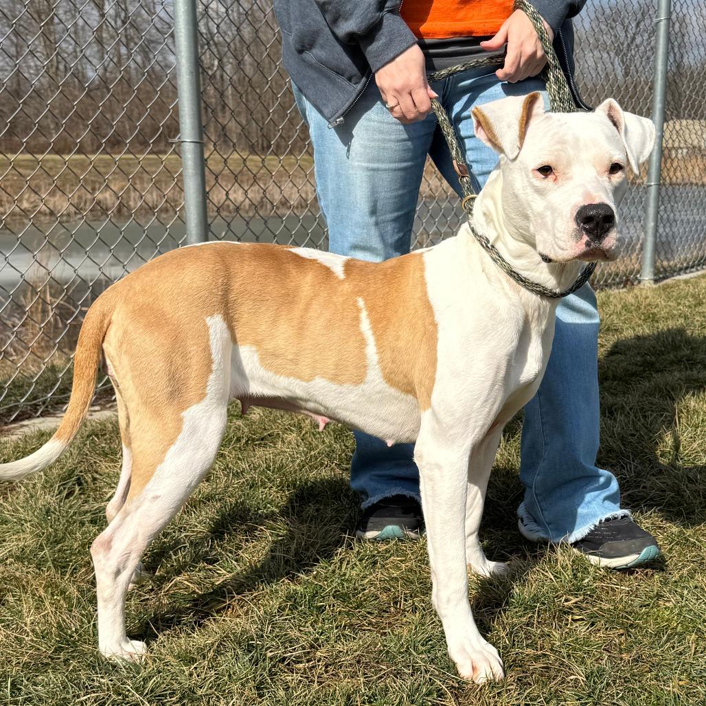 Mercy, a Adoptable mixed breed in Nashville, IN image 4/6