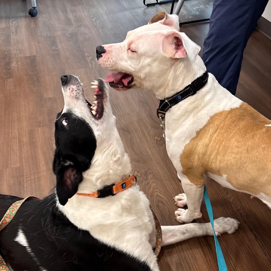 Enlarge Mercy, a Adoptable mixed breed in Nashville, IN image 3/6