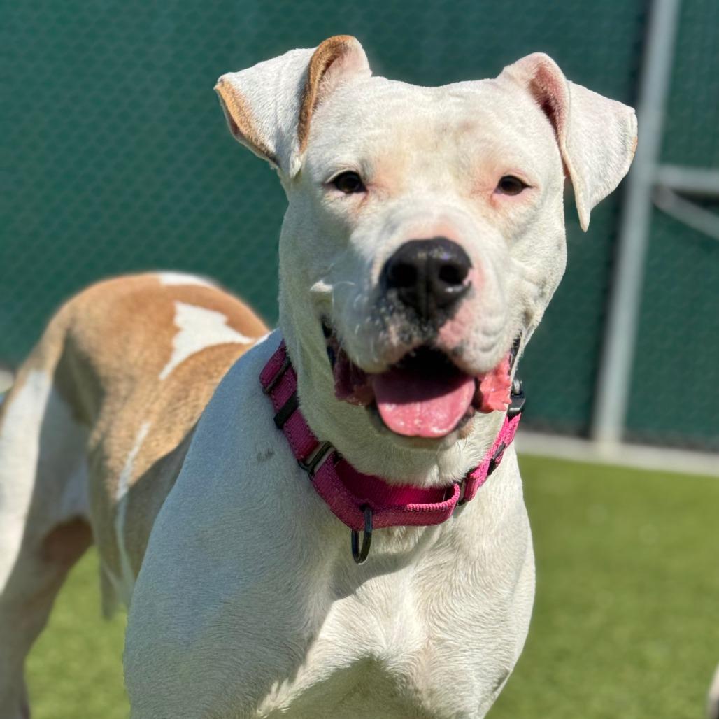 Enlarge Mercy, a Adoptable mixed breed in Nashville, IN image 4/6