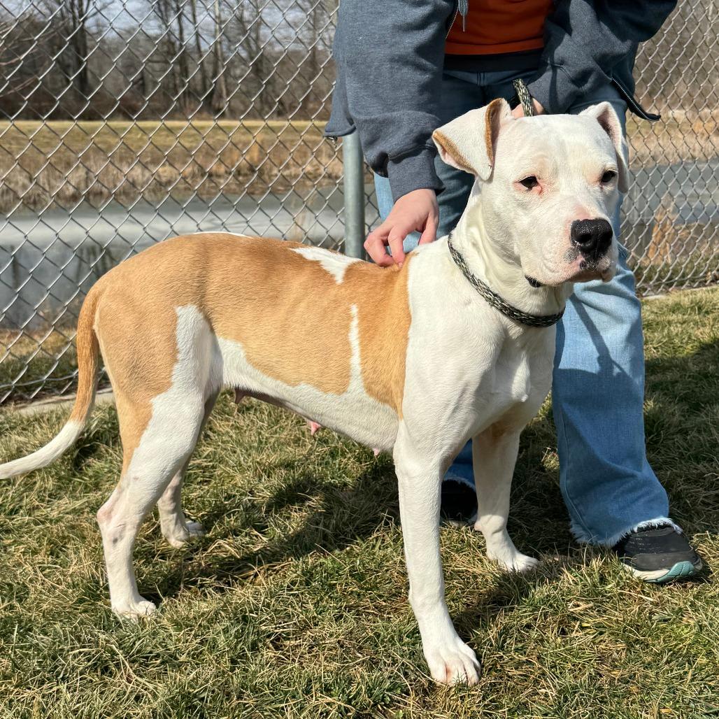 Mercy, a Adoptable mixed breed in Nashville, IN image 5/6