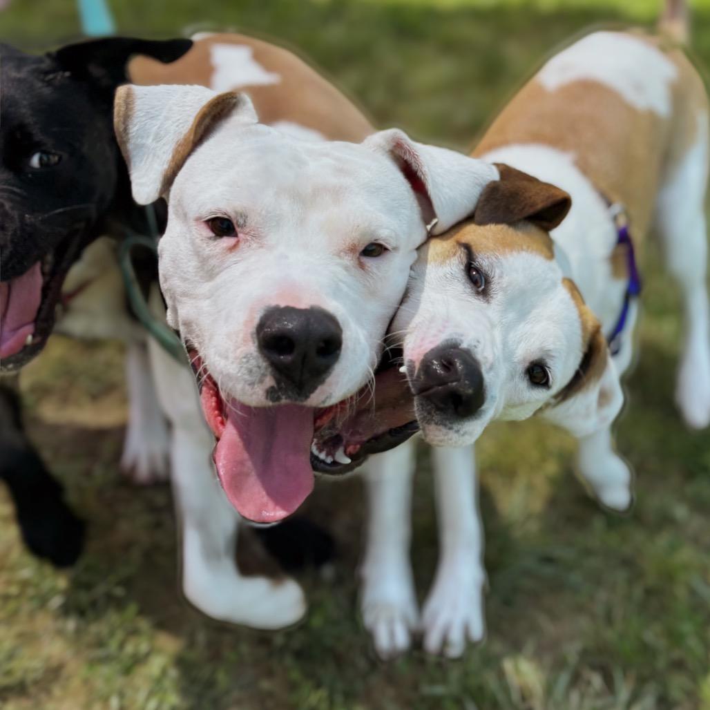 Mercy, a Adoptable mixed breed in Nashville, IN image 4/6