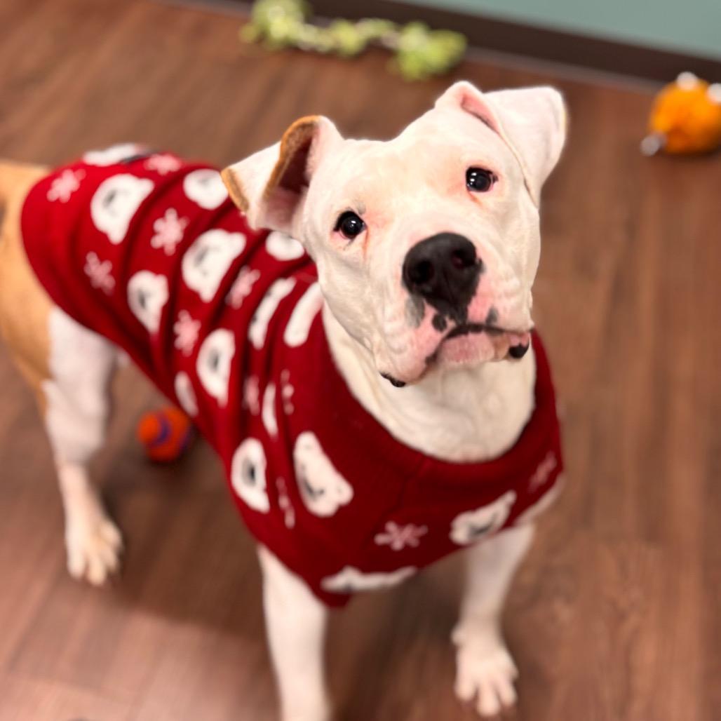 Enlarge Mercy, a Adoptable mixed breed in Nashville, IN image 4/6