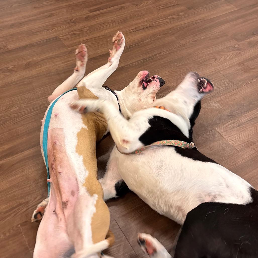 Enlarge Mercy, a Adoptable mixed breed in Nashville, IN image 5/6