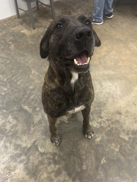 Spencer, Adoptable, Adult Male Plott Hound.