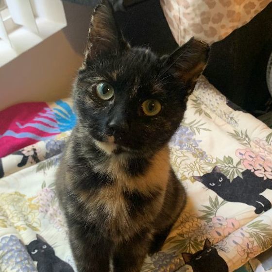 CoCo Cosette, a Adopted Tortoiseshell in Long Beach, CA image 1/2