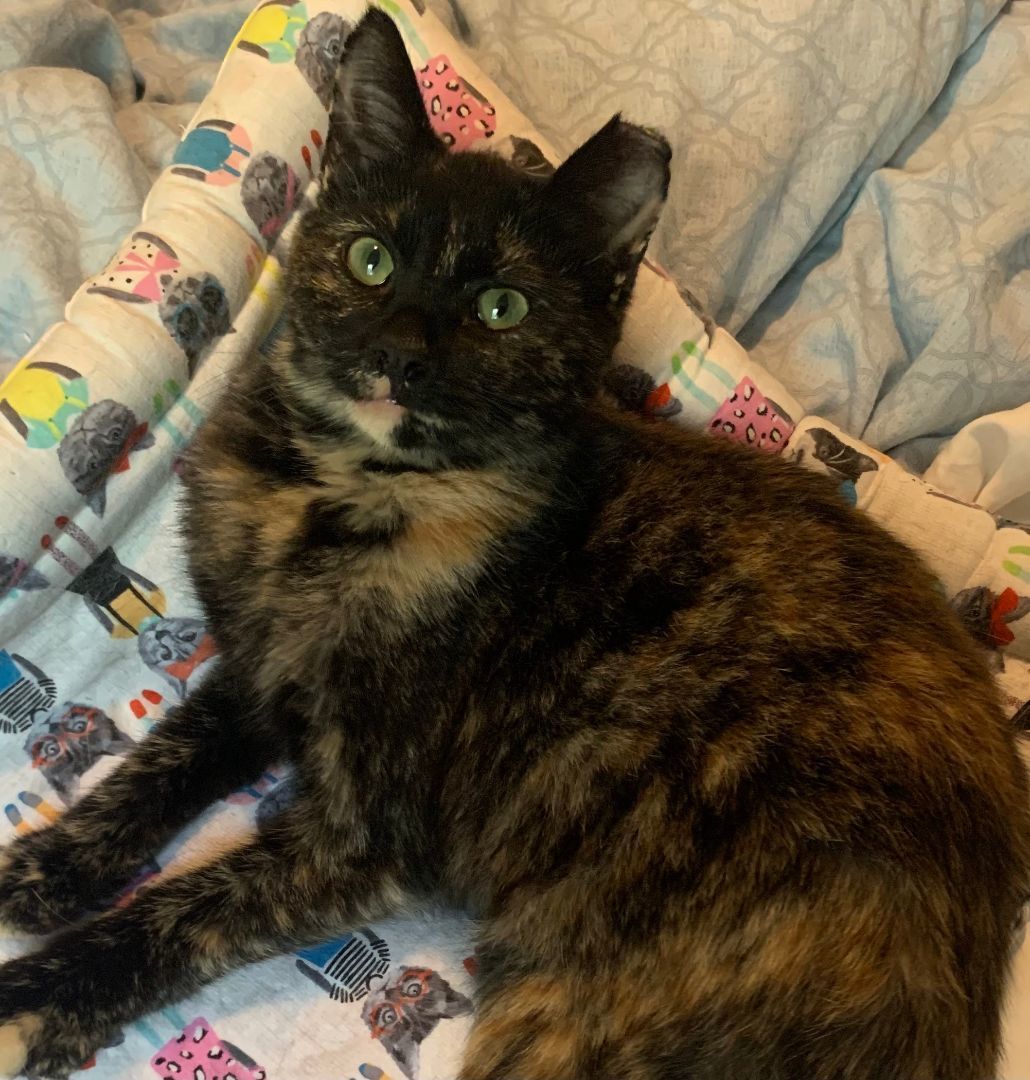 CoCo Cosette, a Adopted Tortoiseshell in Long Beach, CA image 2/2