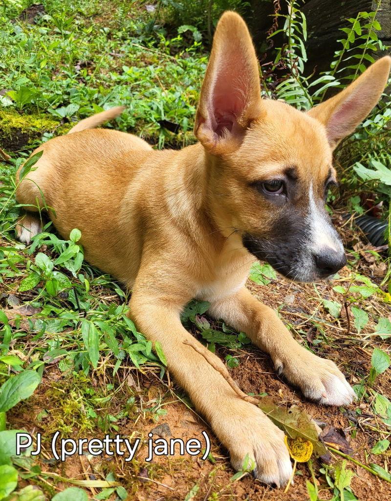 Janie, a Adoptable Terrier in Ellijay, GA image 1/3