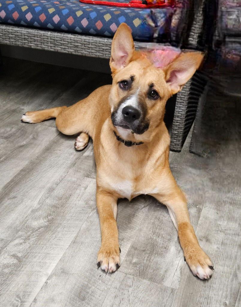 Janie, a Adoptable Terrier in Ellijay, GA image 2/3