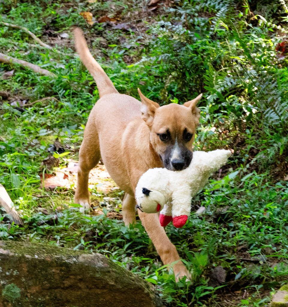 Janie, a Adoptable Terrier in Ellijay, GA image 3/3