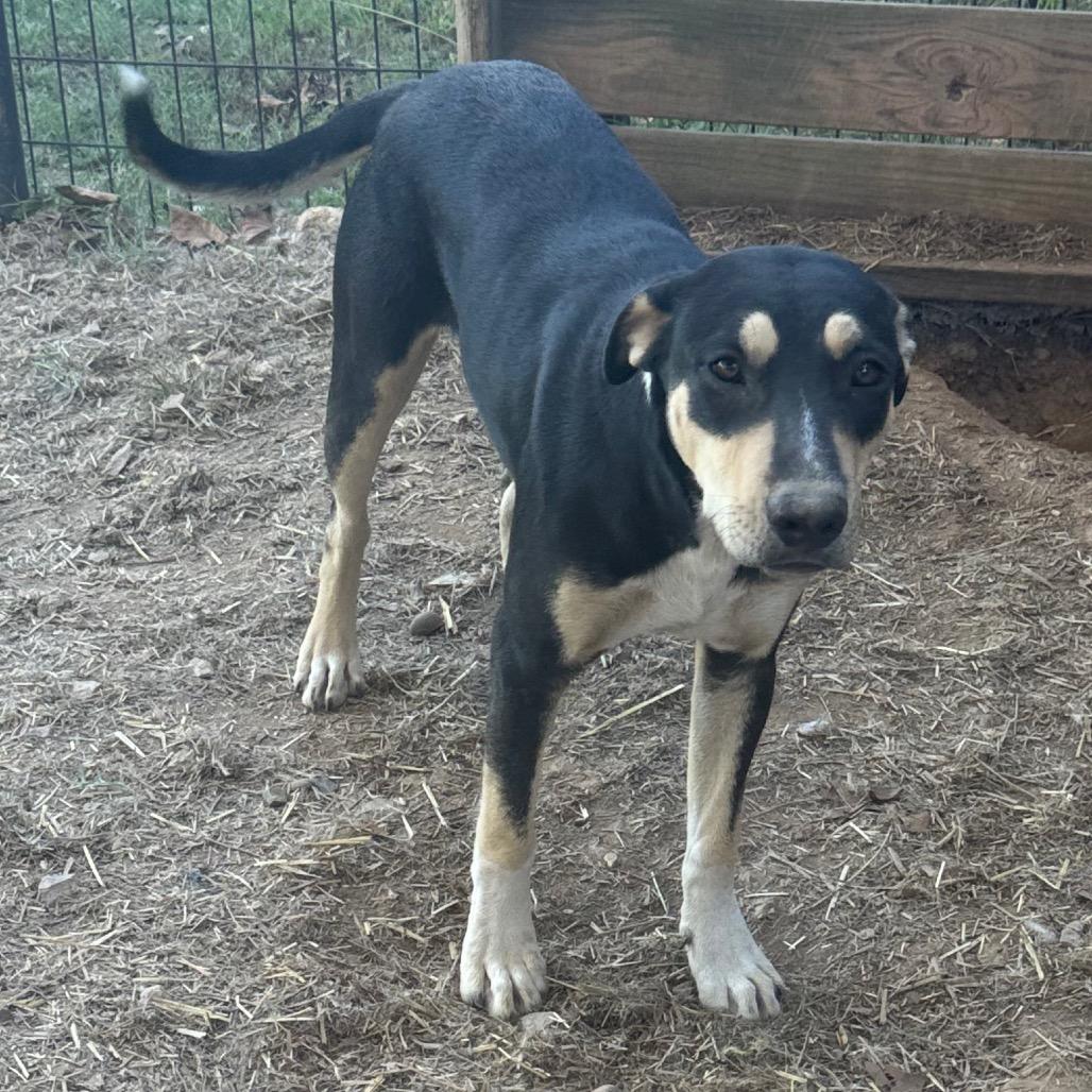 Rita, Adoptable, Young Female Labrador Retriever & Mixed Breed.