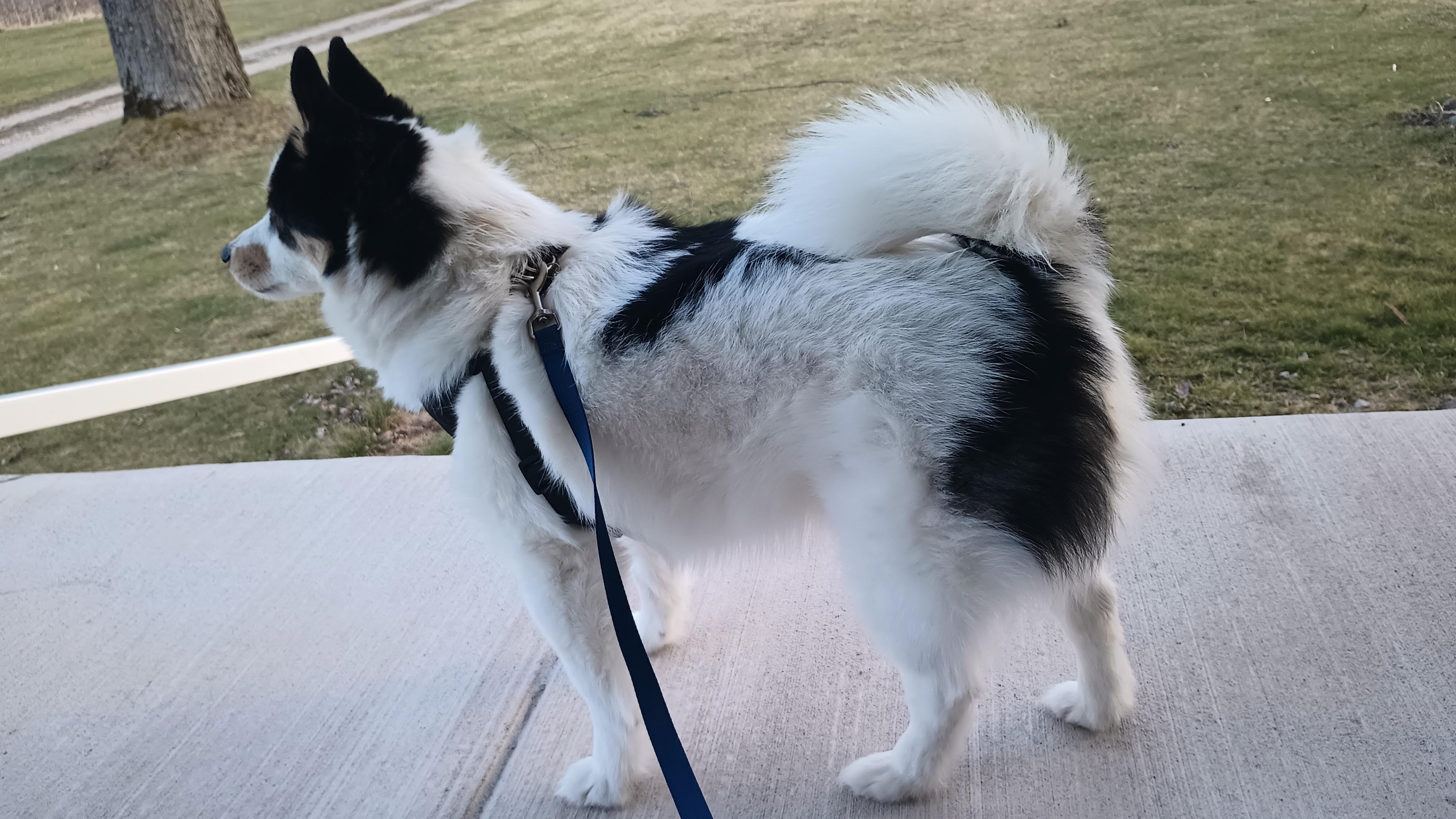 Enlarge Jack, a ADOPTABLE Pomsky in Stanton, MI image 5/6