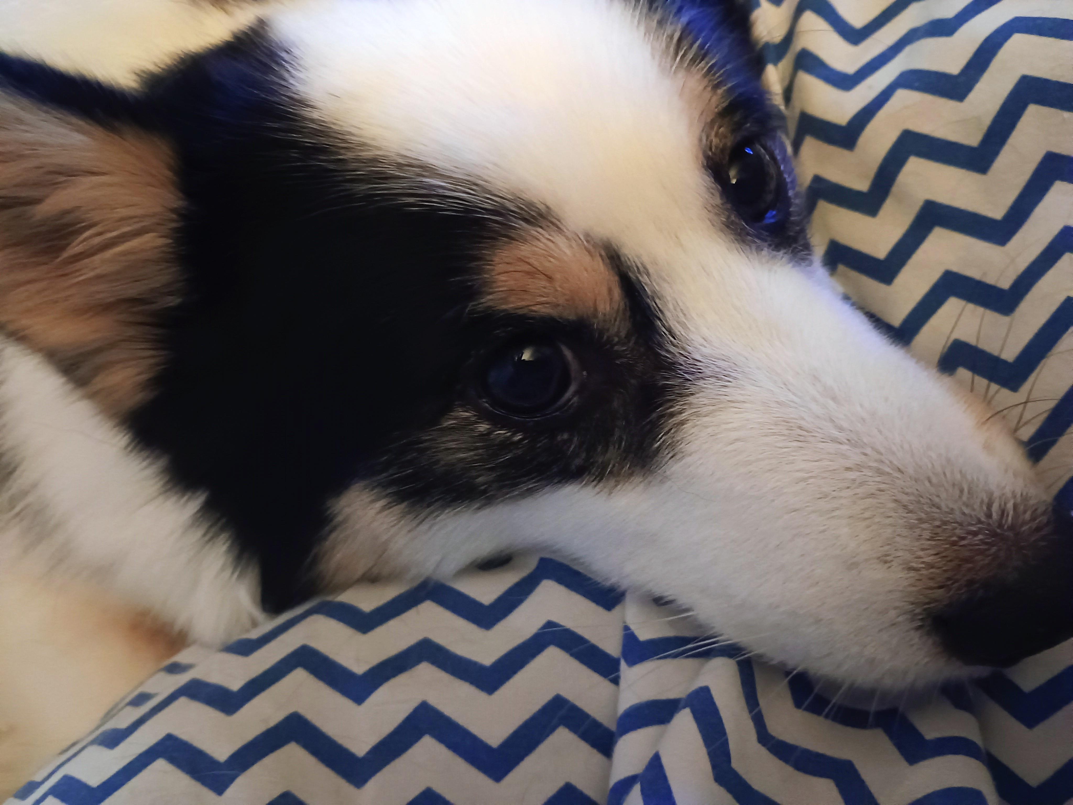 Enlarge Jack, a ADOPTABLE Pomsky in Stanton, MI image 3/6