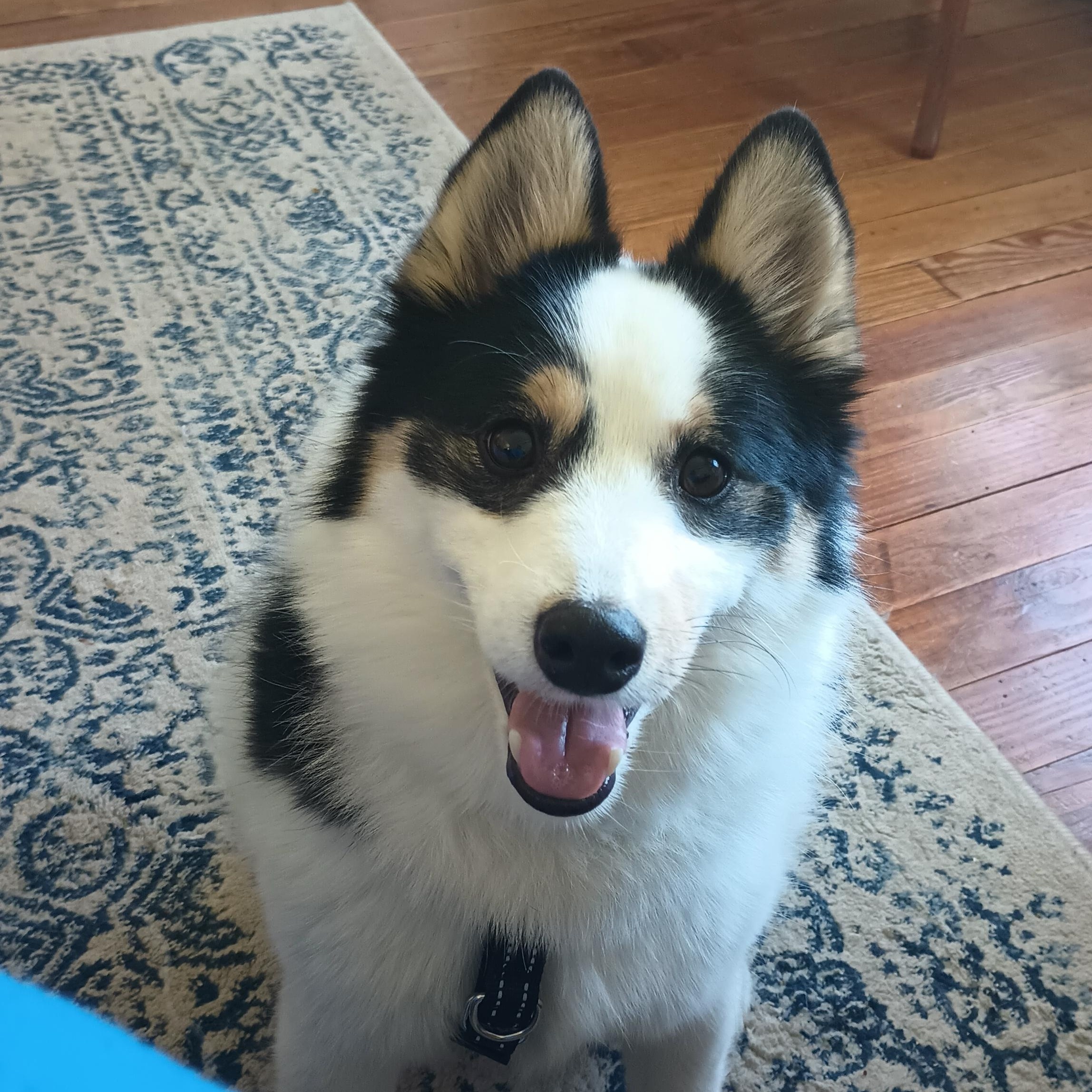 Enlarge Jack, a ADOPTABLE Pomsky in Stanton, MI image 6/6