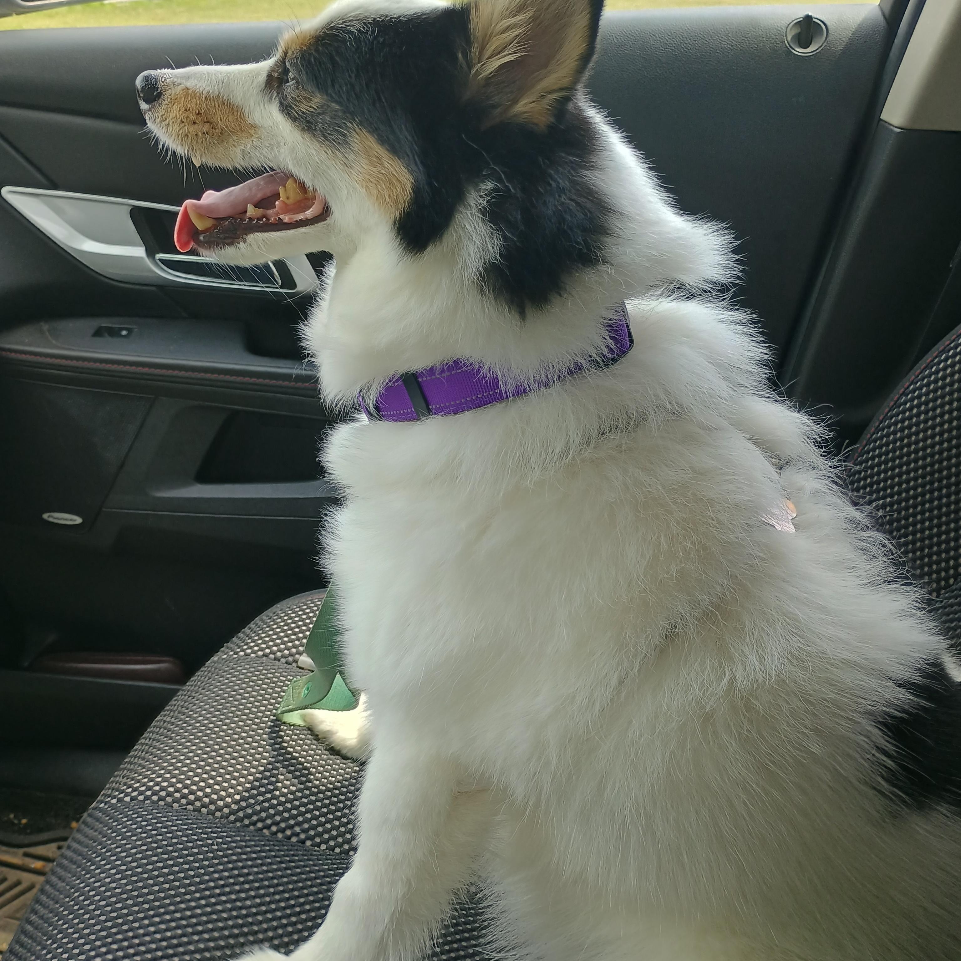 Jack, ADOPTABLE, Adult Male Pomsky.