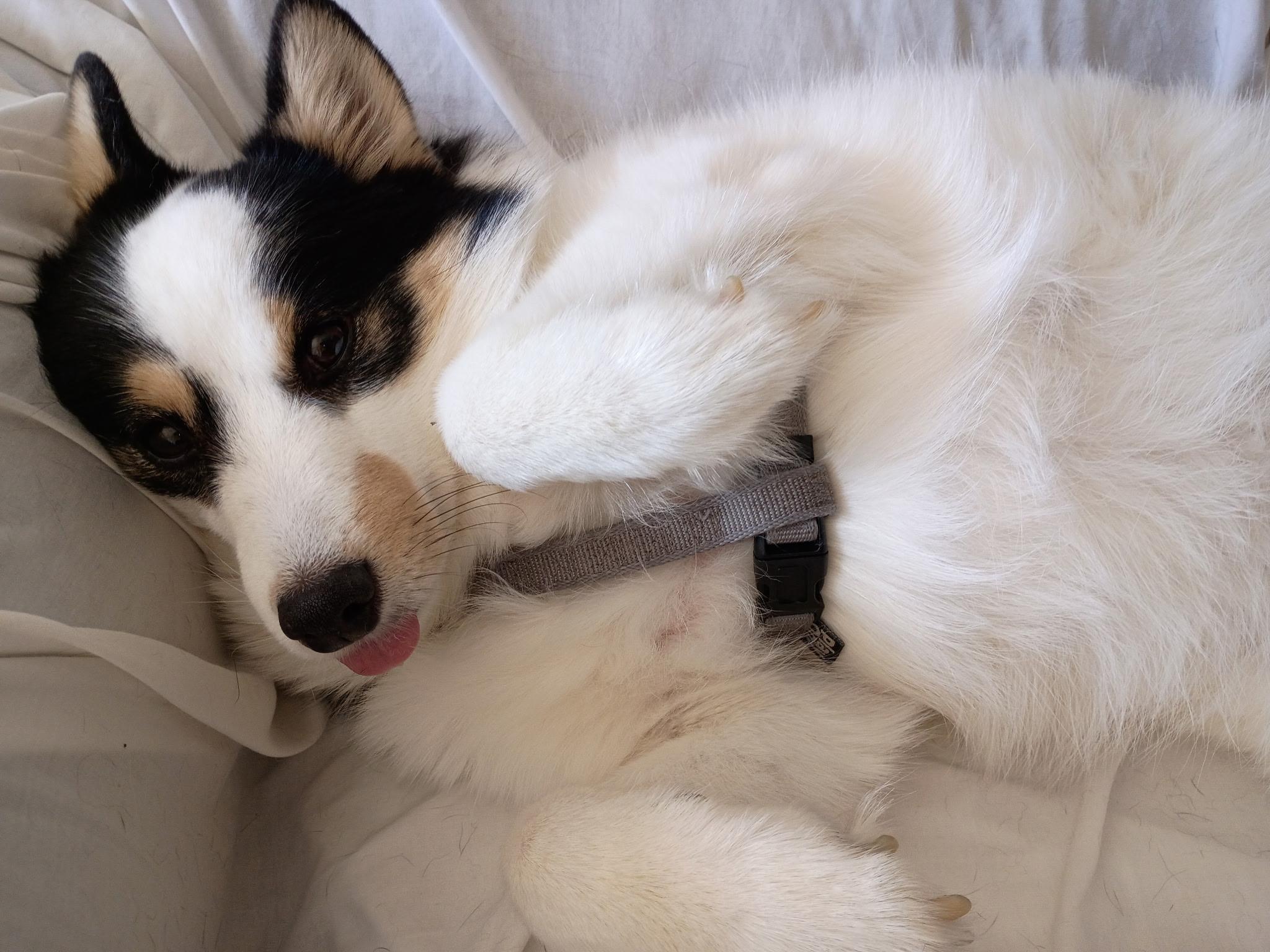 Enlarge Jack, a ADOPTABLE Pomsky in Stanton, MI image 2/6