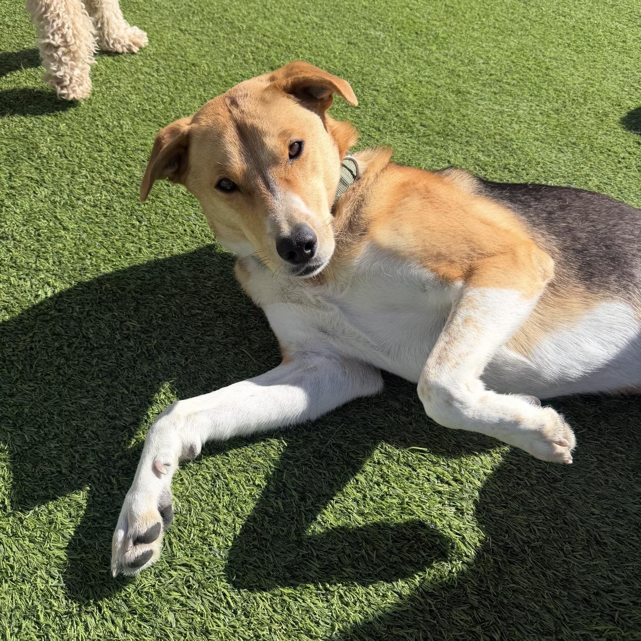 Enlarge Luke , a ADOPTABLE mixed breed in Colorado Springs , CO image 1/6