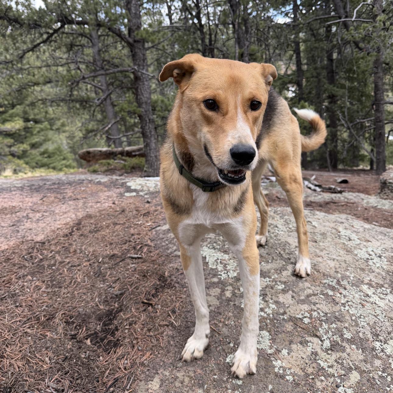 Enlarge Luke , a ADOPTABLE mixed breed in Colorado Springs , CO image 3/6
