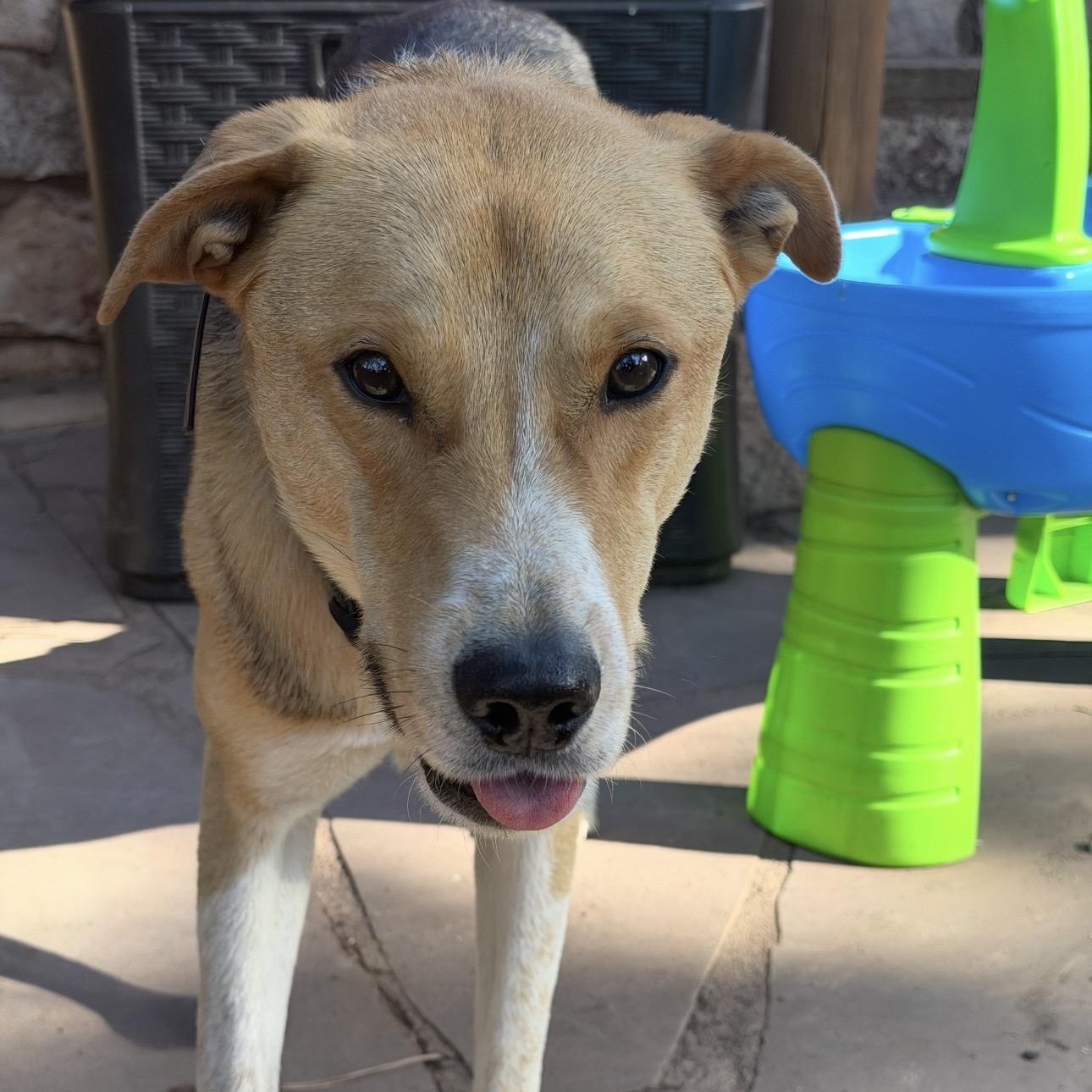 Enlarge Luke , a ADOPTABLE mixed breed in Colorado Springs , CO image 4/6