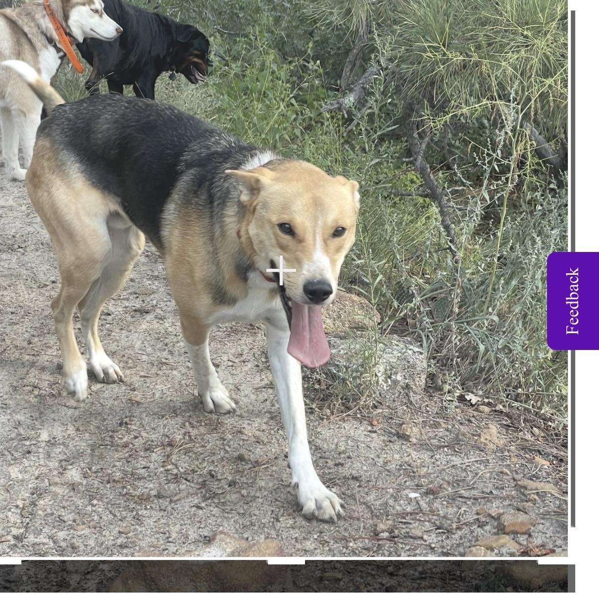 Enlarge Luke , a ADOPTABLE mixed breed in Colorado Springs , CO image 6/6