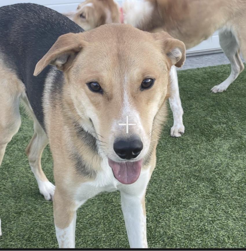 Enlarge Luke , a ADOPTABLE mixed breed in Colorado Springs , CO image 2/6