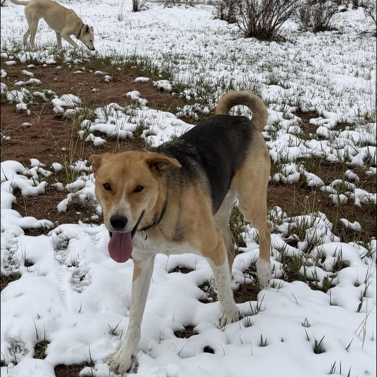 Enlarge Luke , a ADOPTABLE mixed breed in Colorado Springs , CO image 5/6