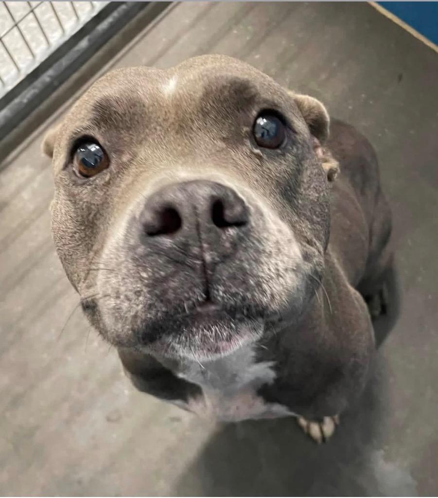 Burnie, Adoptable, Adult Female Pit Bull Terrier & Mixed Breed.