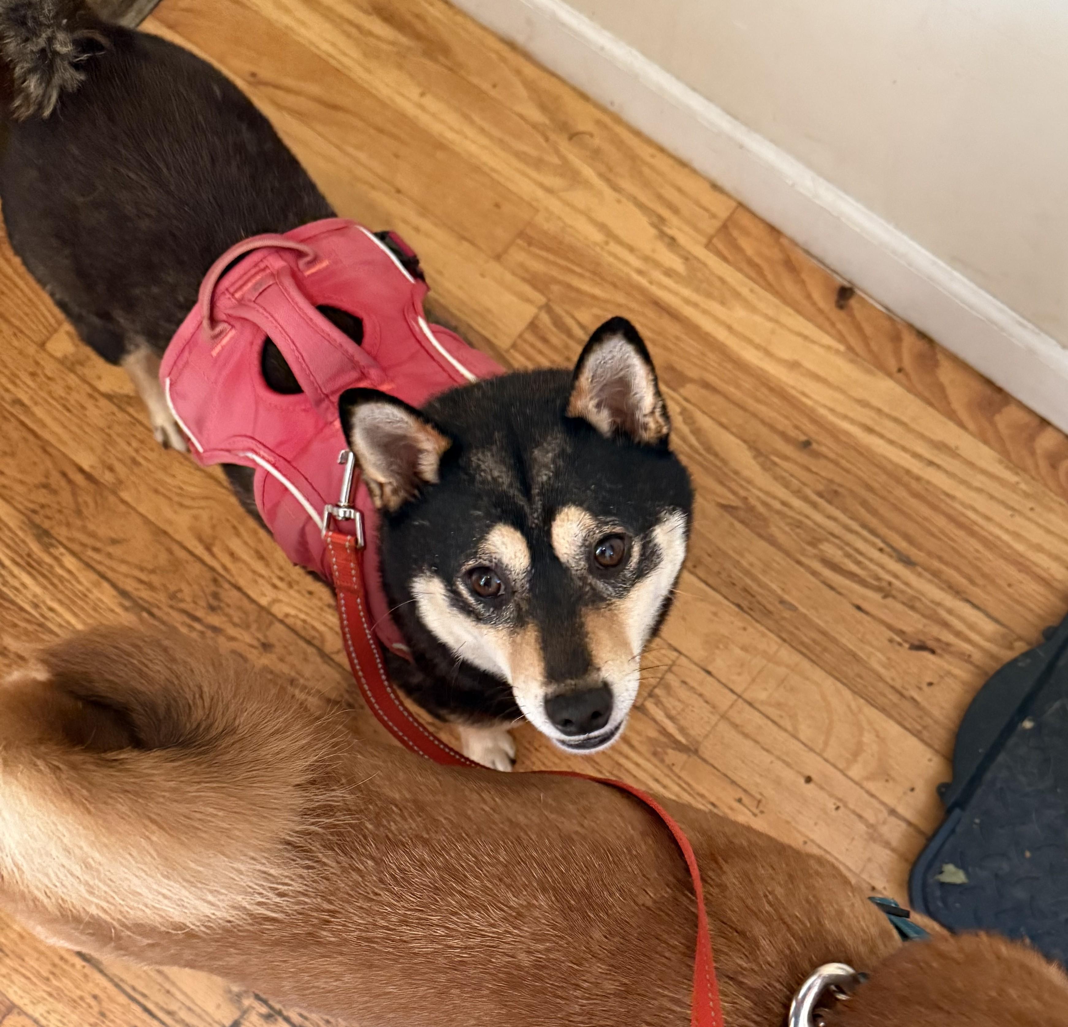 Enlarge Rumor, a ADOPTABLE Shiba Inu in Chicago, IL image 1/6