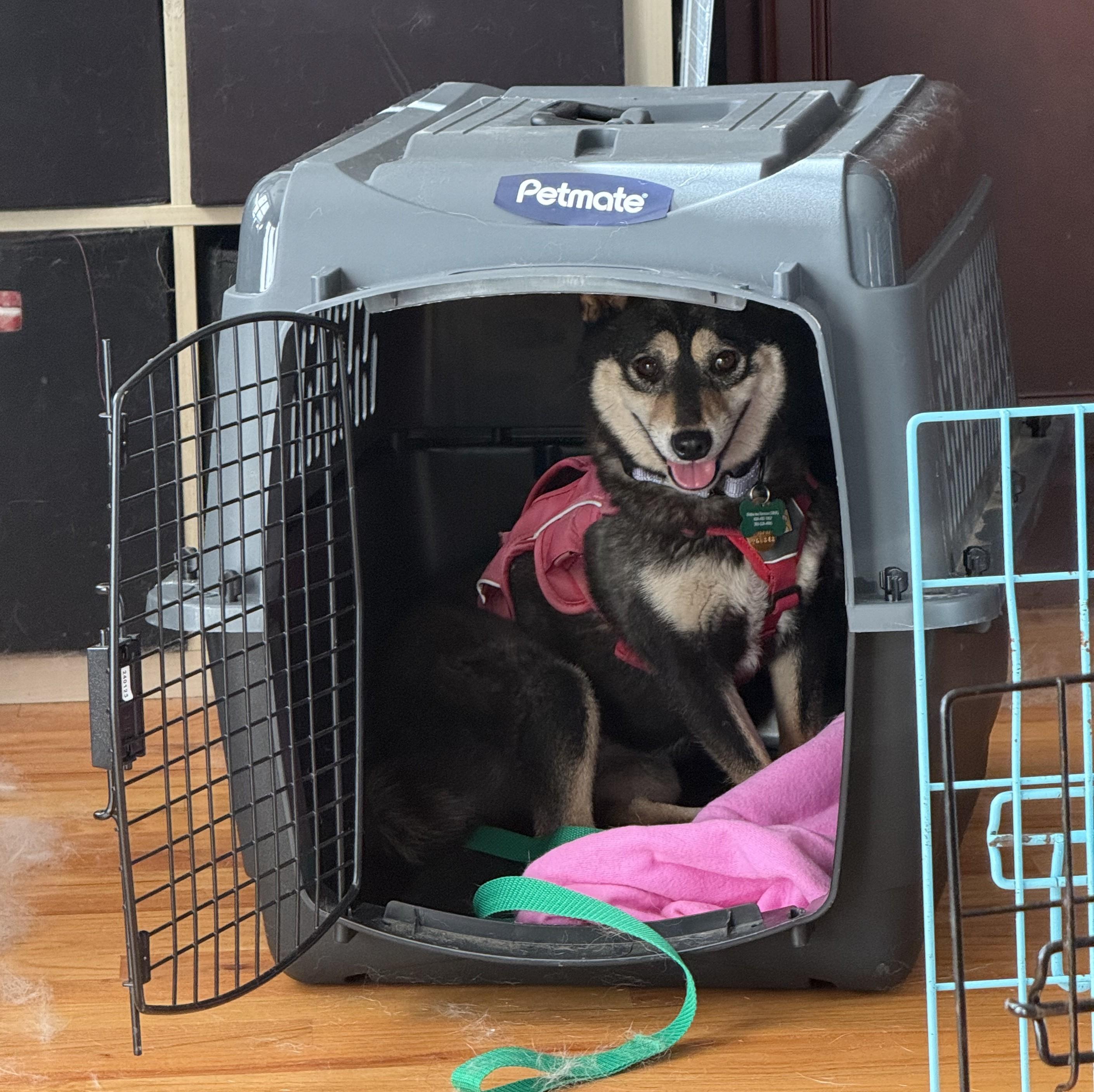 Enlarge Rumor, a ADOPTABLE Shiba Inu in Chicago, IL image 3/6