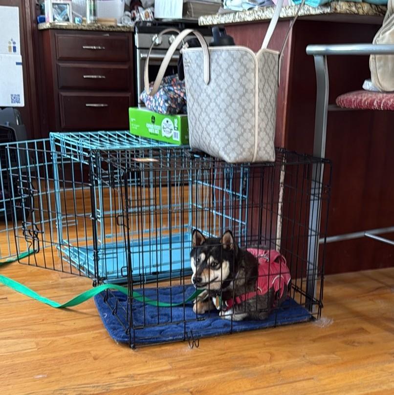 Enlarge Rumor, a ADOPTABLE Shiba Inu in Chicago, IL image 5/6