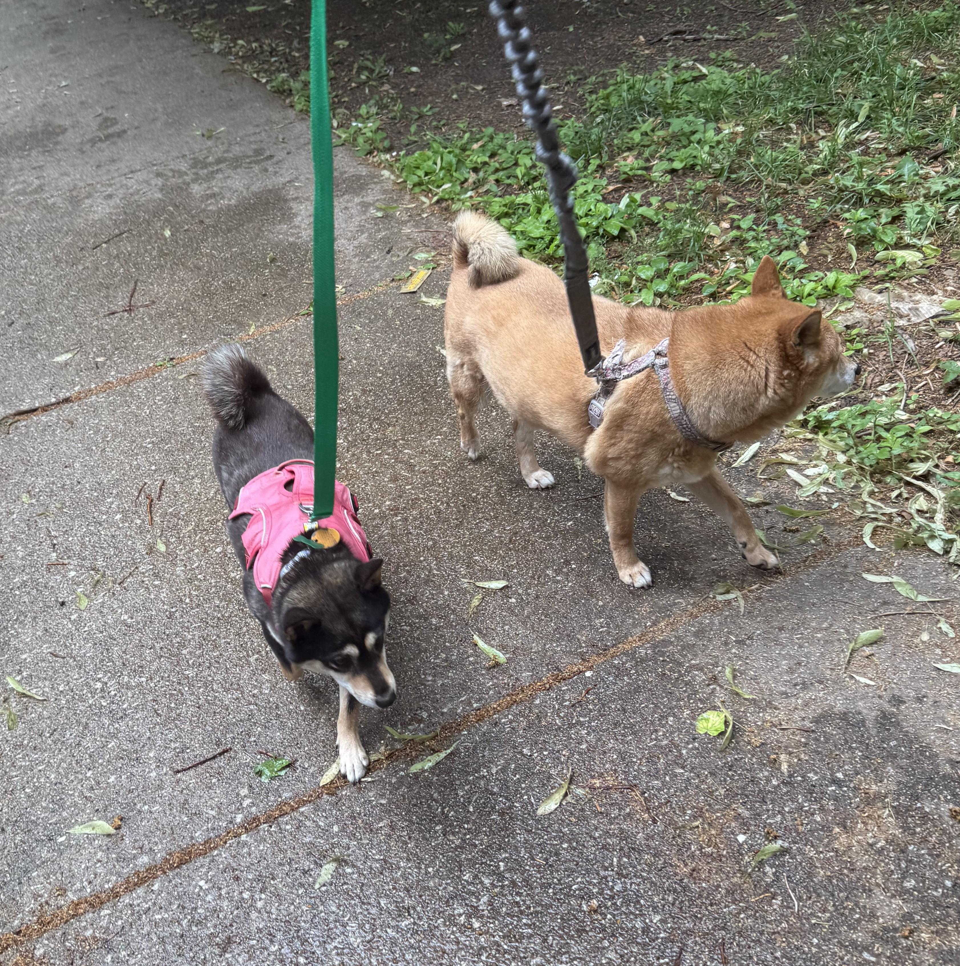 Enlarge Rumor, a ADOPTABLE Shiba Inu in Chicago, IL image 6/6