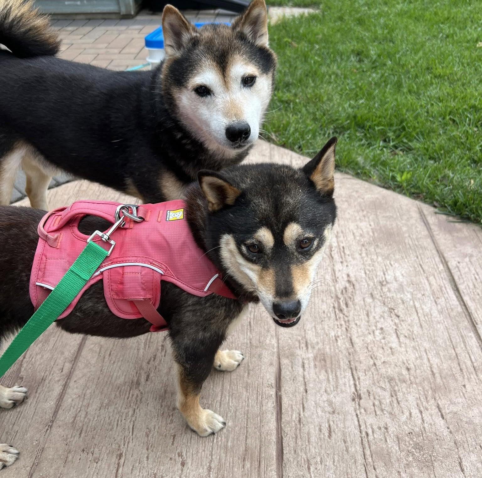 Enlarge Rumor, a ADOPTABLE Shiba Inu in Chicago, IL image 2/6