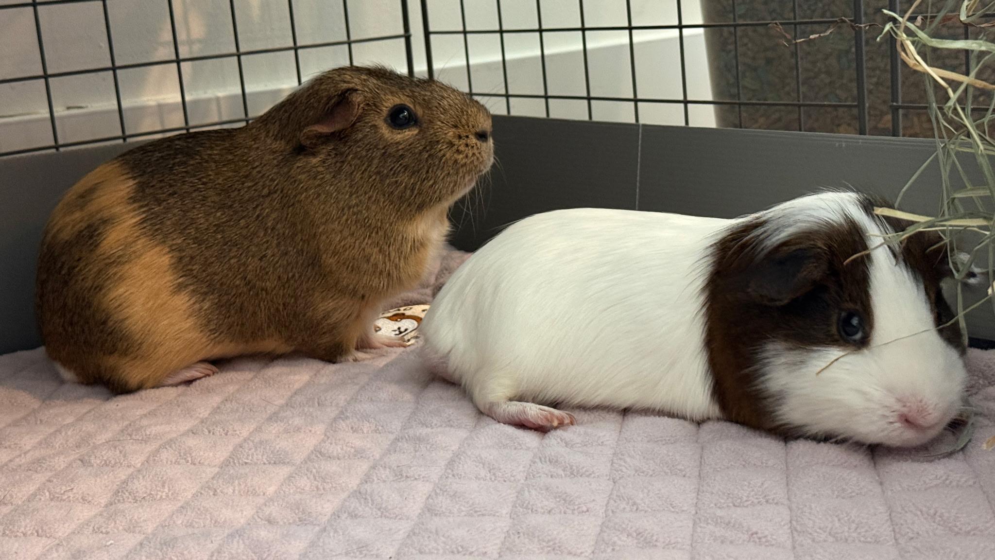 Enlarge Smores and Bruno (bonded pair), a Adoptable Short-Haired in Omaha, NE image 4/5